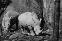 SW-P_2401_501009-Nashorn-Roth_Yvonne-RH SW-P_2401_501009-Nashorn-Roth_Yvonne-RH