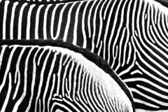 SW-P_2401_811907-Zebras-Windlin_Ursula-LZ SW-P_2401_811907-Zebras-Windlin_Ursula-LZ
