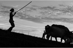 SW-P_2401_876808-Kuhtrieb-Leuppi_Hubert-OL