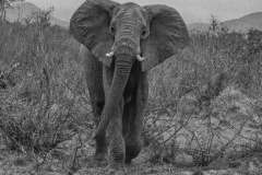 SW-P_2401_889605-Elephant-Kuonen_Oliver-BR