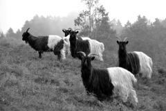 SW-P_2401_899405-Wollziegen_im_Nebel-Sermier_Richard-BR