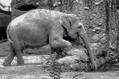 SW-P_2401_146410-Elephant-Mueller_Hansjoerg-SB