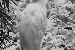 SW-P_2401_955007-Vogel-Windlin_Ursula-LZ