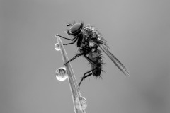 SW-P_2401_385610-Soldatenfliege-Lippuner_Doris-SB-Bronze