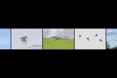RH-XF-LK3-Seltener_Wintergast-Studerus_Marianne-0 RH-XF-LK3-Seltener_Wintergast-Studerus_Marianne-0