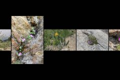 RH-XF-LK4-Alpenblumen_bereit-Sauer_Dieter-0 RH-XF-LK4-Alpenblumen_bereit-Sauer_Dieter-0