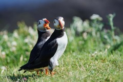 DI-F_2501_487205-Papageientaucher-Ritz_Rolf-BR