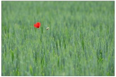DI-F_2501_781002-einsam-Neuenschwander_Peter-BE