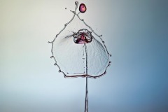 DI-F_2501_847402-Tropfenrose-Schaer_Hans-BE