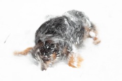 DI-P_2501_242505-Schneefreude-Eyer_Yvette-BR