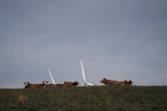 DI-P_2501_186804-Betail_au_courant-vonBallmoos_Pierre-BI