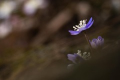 DI-P_2501_440905-Leberblume-Eyer_Tamara-BR