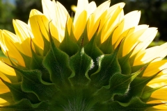FB-F_2501_319110-Sonnenblume-Lippuner_Hans-SB FB-F_2501_319110-Sonnenblume-Lippuner_Hans-SB