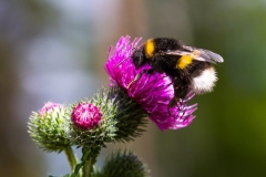 FB-F_2501_699007-Hummel-Gadola_Reto-LZ