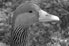 SW-F_2501_165102-Gans-Maier_Rene-BE