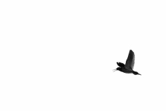 SW-F_2501_856301-Lonely_bird-Kaufmann_Renata-BS