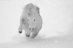 SW-P_2501_807705-Power_Pony-Eyer_Tamara-BR-Gold