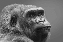 Annahme-26P-DE-B1-0202041-03-SCHALTEGGER-Urs-CH-B-I-45-Gorillapo