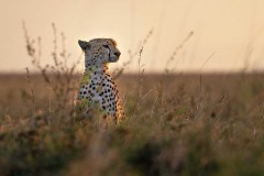 Annahme-26P-DE-B2-0202053-03-STUDERUS-Marianne-CH-B-II-41-Gepard-i