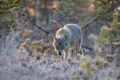 Urkunde-27P-DE-B3-0202020-01-KALBERMATTEN-Hugo-CH-B-III-33-Wolf