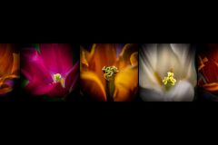 BS-XF-LK2-in_full_bloom-Vogt_Sabine-0