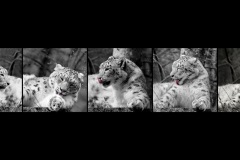 BR-XF-LK3-Katze-Seematter_Beat-0 BR-XF-LK3-Katze-Seematter_Beat-0