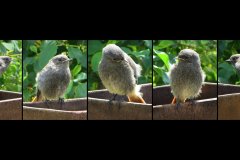 BE-XF-LK4-Hausrotschwanz_wird_fluegge-Wuethrich_Doris-0 BE-XF-LK4-Hausrotschwanz_wird_fluegge-Wuethrich_Doris-0