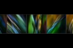 BS-XF-LK2-Ballet_des_feuilles-Vogt_Sabine-0 BS-XF-LK2-Ballet_des_feuilles-Vogt_Sabine-0