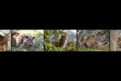 BR-XF-LK3-Katzenleben-Ritz_Rolf-0 BR-XF-LK3-Katzenleben-Ritz_Rolf-0