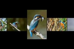 BR-XF-LK3-Kingfisher-Sermier_Richard-0 BR-XF-LK3-Kingfisher-Sermier_Richard-0