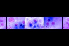 BS-XF-LK3-Oeltropfen-Eggli_Beni-0 BS-XF-LK3-Oeltropfen-Eggli_Beni-0