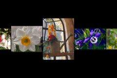 BR-XF-LK4-Blumensprache-Sermier_Richard-0 BR-XF-LK4-Blumensprache-Sermier_Richard-0