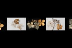 SB-XF-LK1-Gold-Hortensien-Schaltegger_Urs-0 SB-XF-LK1-Gold-Hortensien-Schaltegger_Urs-0