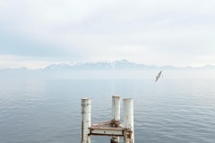 DI-F_2501_134401-Vogel_und_Wasser-Schaller_Thomas-BS DI-F_2501_134401-Vogel_und_Wasser-Schaller_Thomas-BS